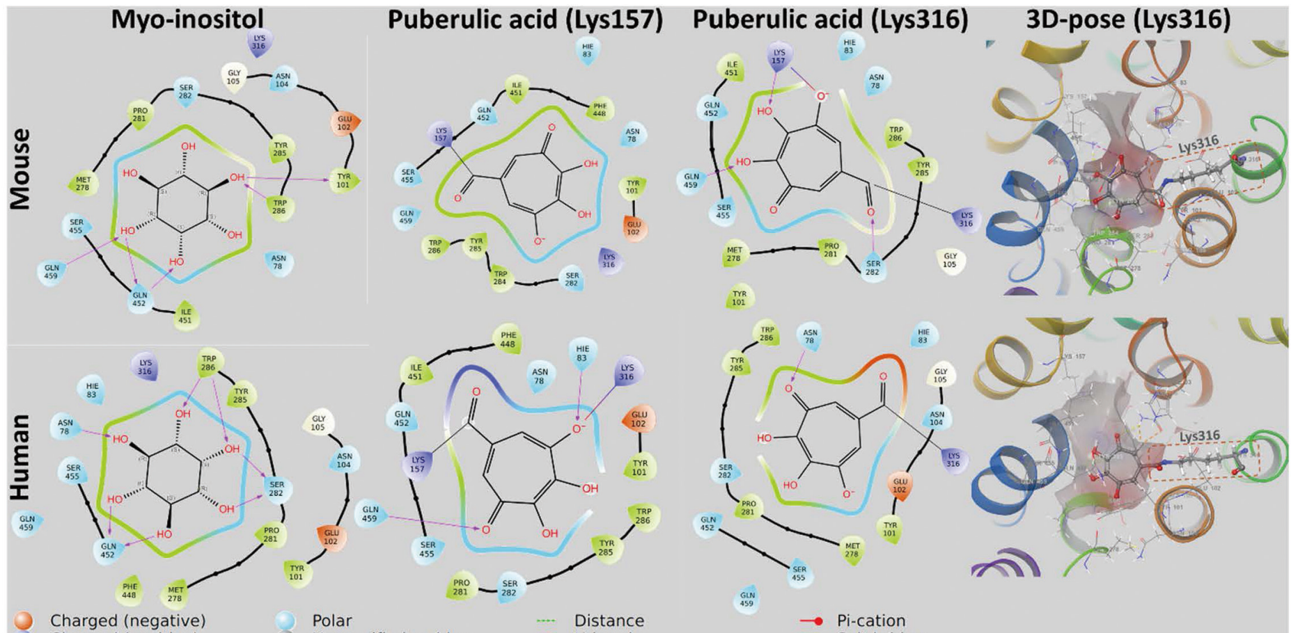 Fig. 5 SMIT2 binding-mode analysis