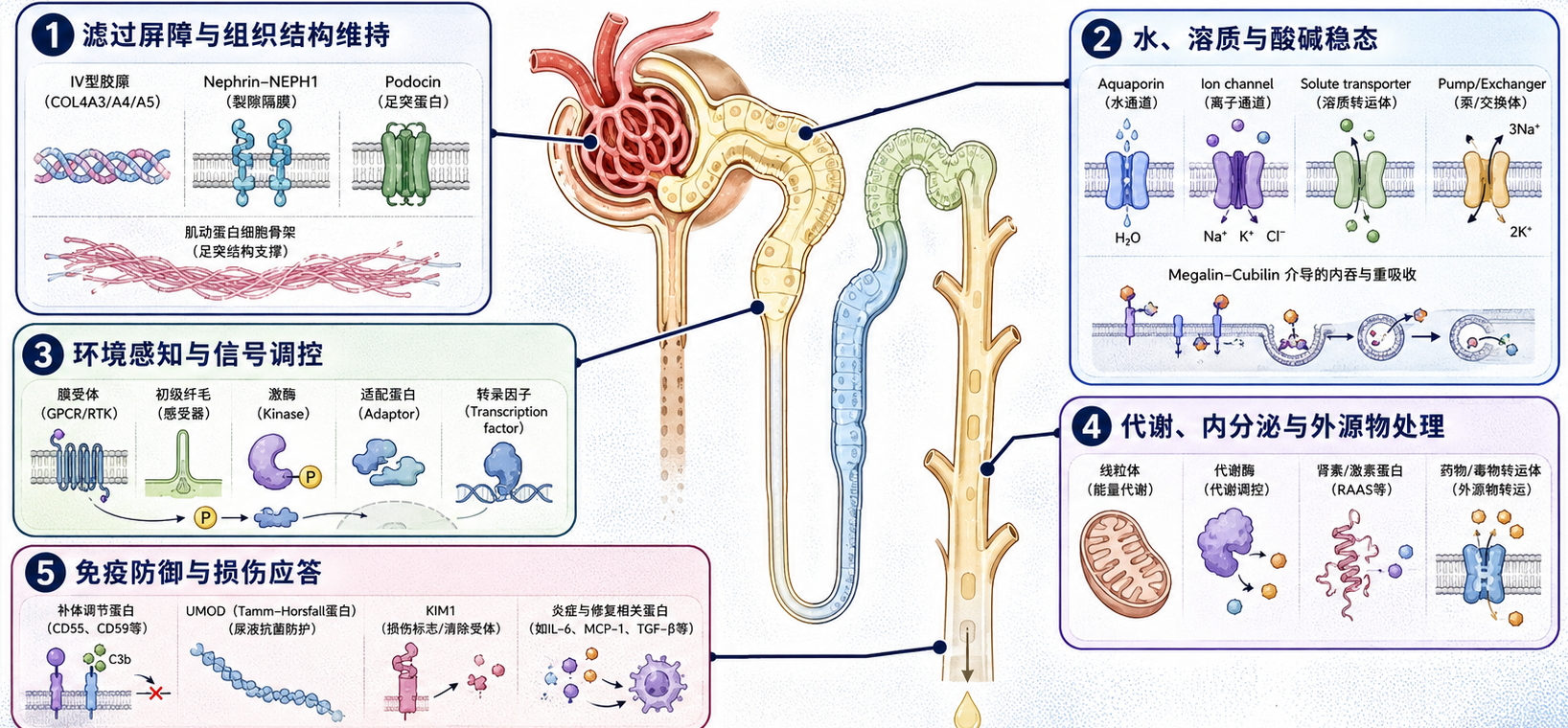 肾脏蛋白质机器系统：滤过屏障、水溶质酸碱稳态、环境感知、代谢和免疫损伤应答