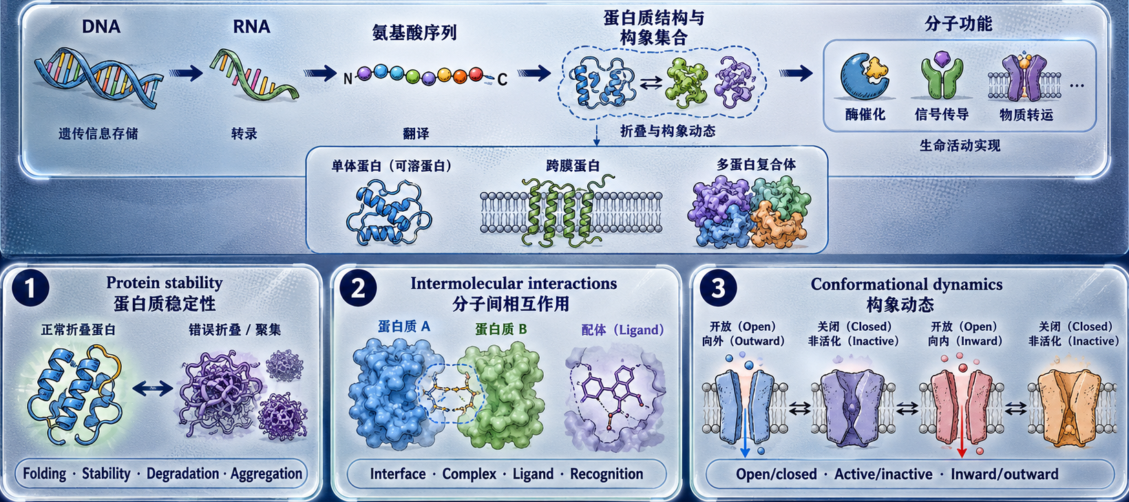 序列决定结构、结构决定功能：从 DNA、RNA、氨基酸序列到蛋白质结构和分子功能