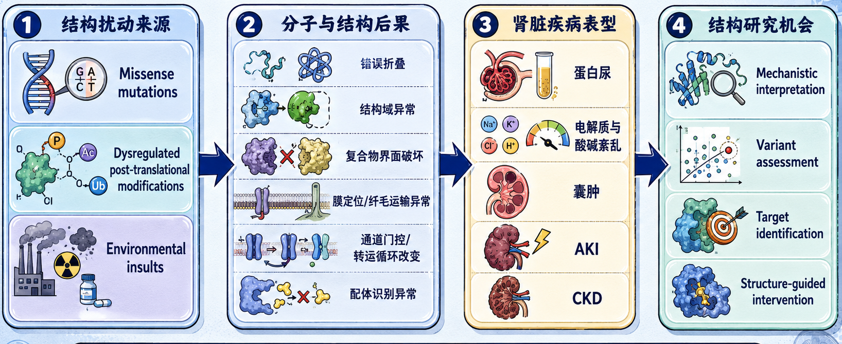 结构异常造成分子损伤、病理改变与肾脏疾病发生的机制链条