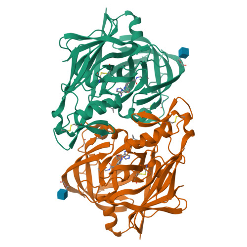 Human renin PDB 1RNE 表面与抑制剂结合口袋