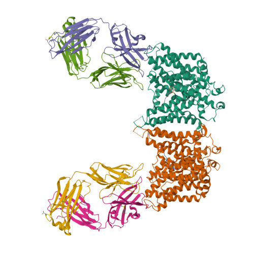 AE1 SLC4A1 PDB 4YZF 阴离子交换结构域
