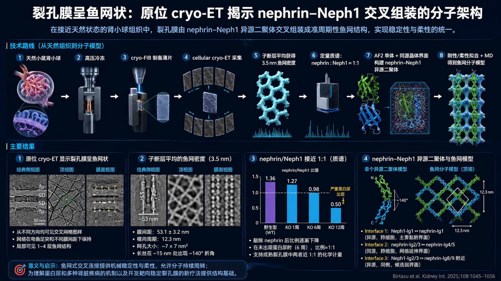 裂孔膜原位 cryo-ET 揭示 nephrin-Neph1 交叉组装的分子架构参考图