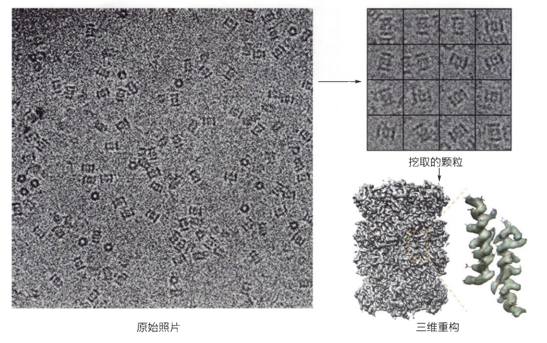 单颗粒 cryo-EM 从原始照片到颗粒挑选和三维重构的工作流图