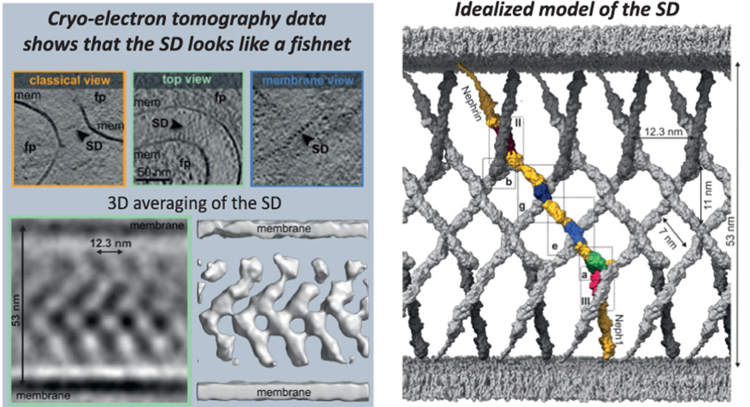 足细胞裂孔膜 fishnet-like network 的 cellular cryo-ET 研究图