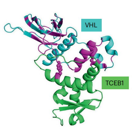 VHL 与 TCEB1 互作结构示例