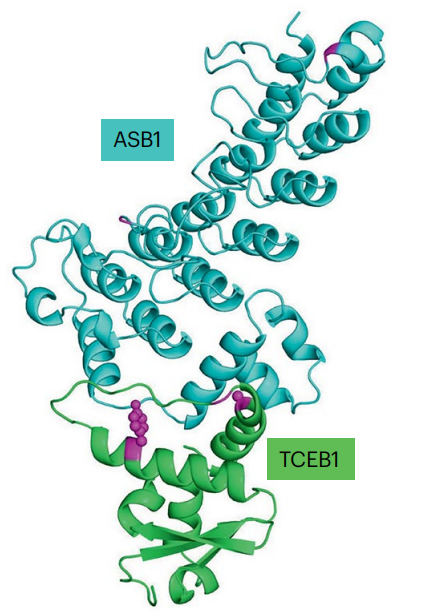 ASB1 与 TCEB1 互作结构示例