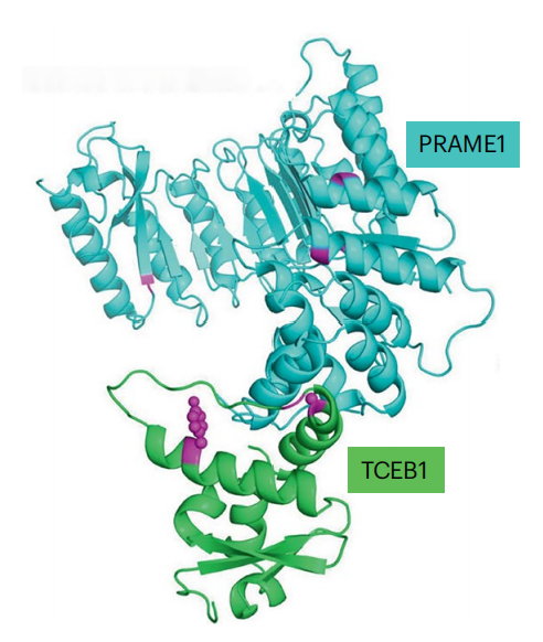 PRAME1 与 TCEB1 互作结构示例