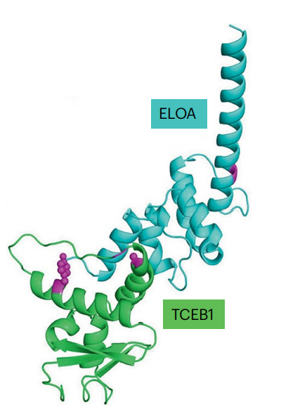 ELOA 与 TCEB1 互作结构示例